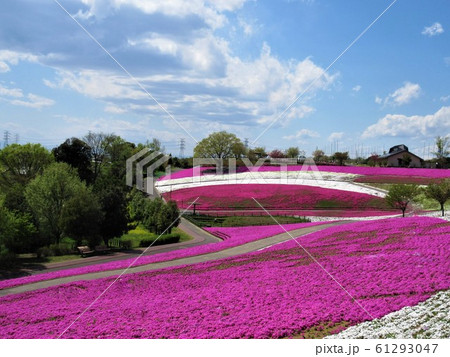 群馬県   太田市北部運動公園   おおた芝桜まつり 群馬県   太田市北部運動公園   おおた芝桜まつり 61293047