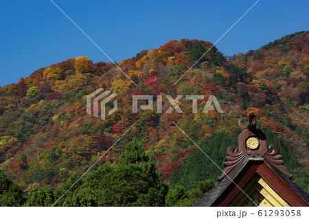 弥彦山の紅葉 61293058