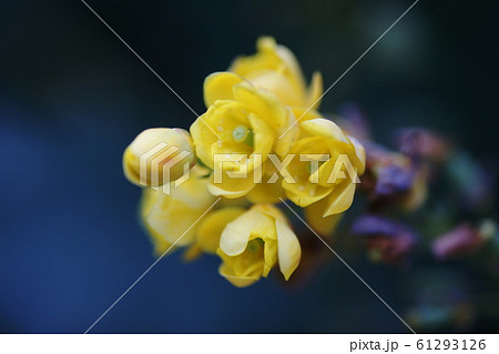 ヒイラギナンテン   Berberis japonica 61293126