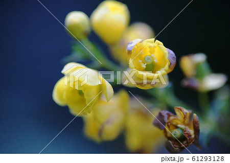 ヒイラギナンテン   Berberis japonica 61293128