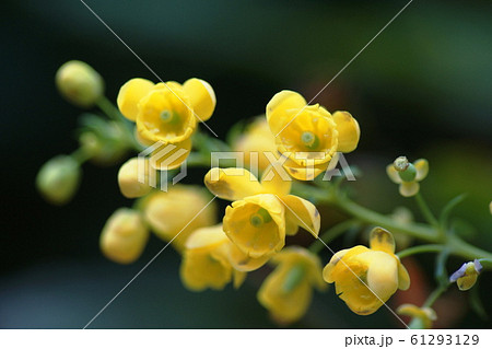ヒイラギナンテン   Berberis japonica 61293129