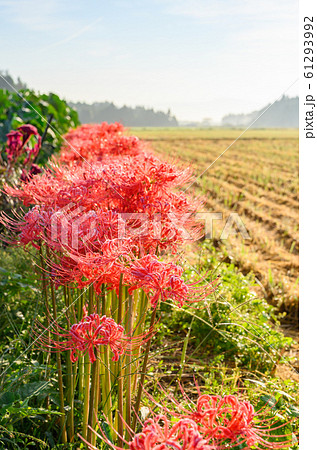 彼岸花の群生地 田園の秋 大田原市 栃木県 の写真素材