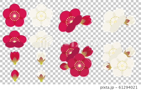 梅　うめ　花 61294021