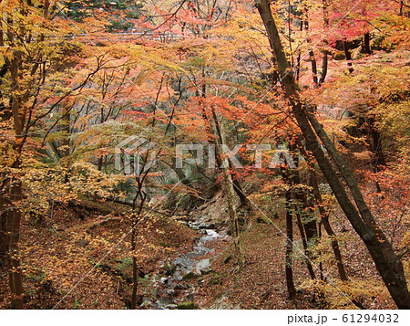塩原渓谷の秋 塩原渓谷の秋 61294032