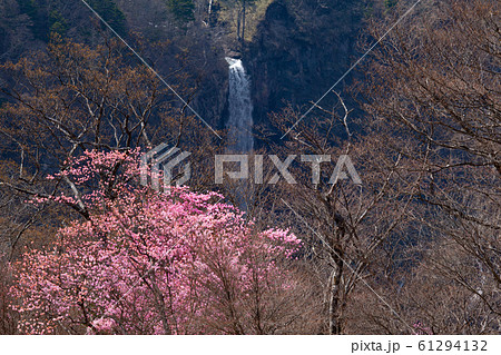 奥日光華厳の滝とアカヤシオツツジの写真素材