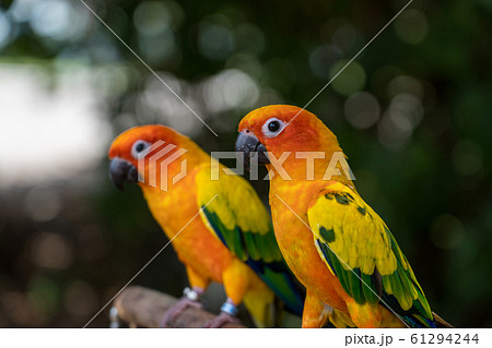 ペアのコガネメキシコインコ 61294244