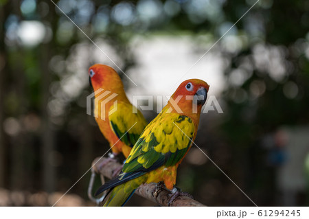 ペアのコガネメキシコインコ ペアのコガネメキシコインコ 61294245