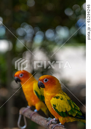 ペアのコガネメキシコインコ 61294246