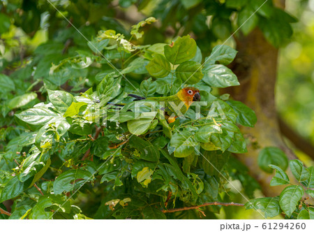 コガネメキシコインコ コガネメキシコインコ 61294260