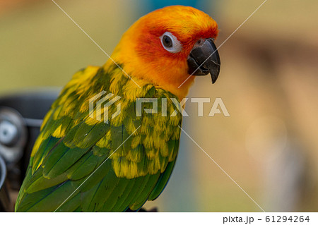 コガネメキシコインコ コガネメキシコインコ 61294264