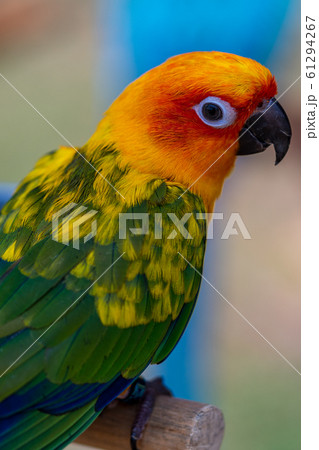 コガネメキシコインコ 61294267