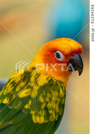 コガネメキシコインコ コガネメキシコインコ 61294268