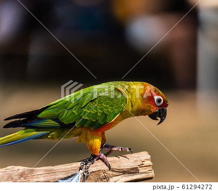 コガネメキシコインコ コガネメキシコインコ 61294272