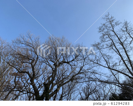 木々(と青い空)/The trees in the blue sky 61294283