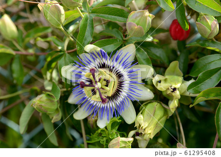 トケイソウ 61295408