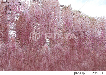 薄紅色の藤の花 61295861