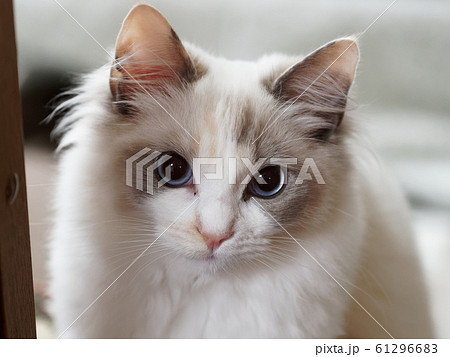 ラグドール 子猫 61296683