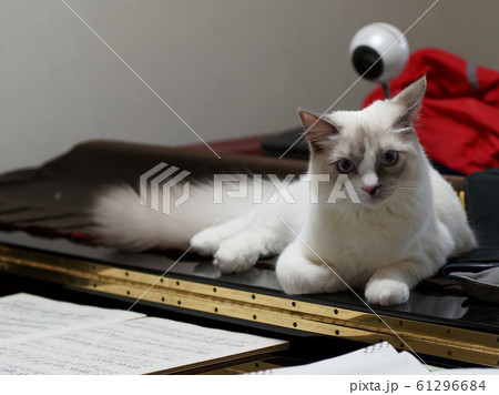 ラグドール 子猫 ラグドール 子猫 61296684