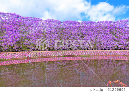 美しい「むらさき藤のスクリーン」 61296695