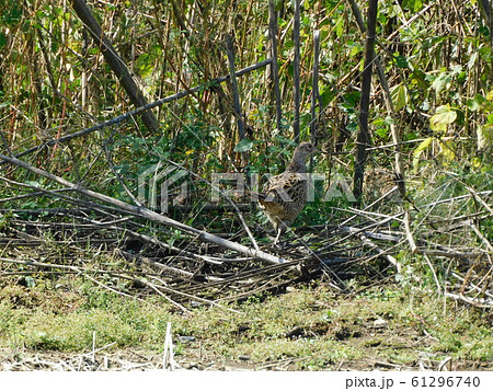 雉子の雛 キジの幼鳥 雉子の雛 キジの幼鳥 61296740