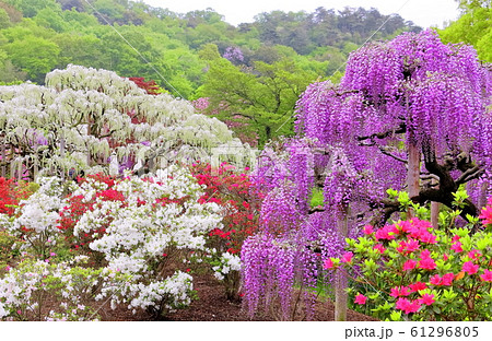 新緑とツツジと藤の花 新緑とツツジと藤の花 61296805