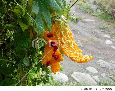 完熟したゴ－ヤ・　ニガウリ・苦瓜 61297000