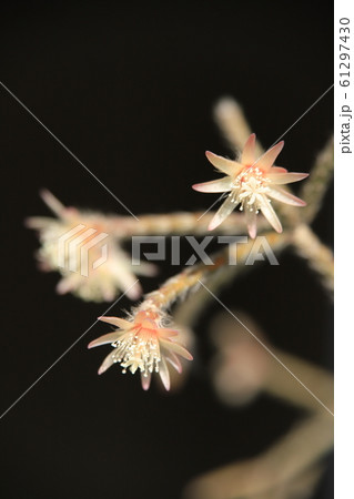リプサリス フロストシュガーの花の写真素材