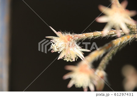 リプサリス・フロストシュガーの花 61297431