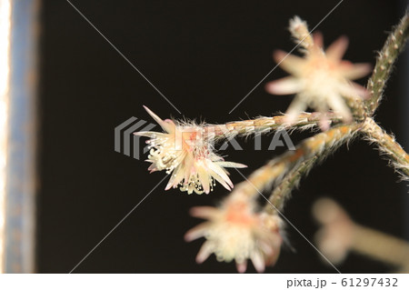 リプサリス・フロストシュガーの花 リプサリス・フロストシュガーの花 61297432