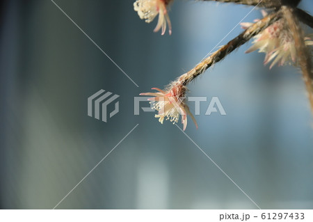 リプサリス・フロストシュガーの花 リプサリス・フロストシュガーの花 61297433