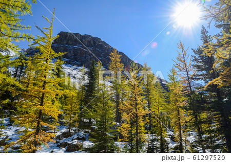秋のカナディアンロッキー ヨーホー国立公園の山並みと黄葉(ヨーホー国立公園 カナダ) 秋のカナディアンロッキー ヨーホー国立公園の山並みと黄葉(ヨーホー国立公園 カナダ) 61297520