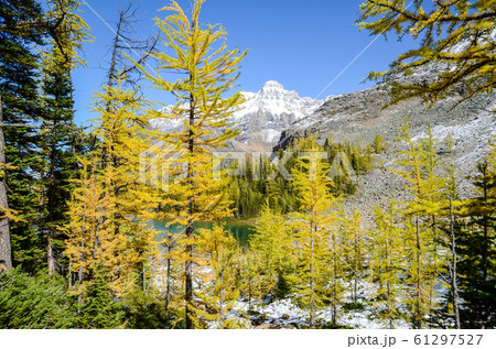 秋のカナディアンロッキー ヨーホー国立公園の山並みと黄葉(ヨーホー国立公園 カナダ) 秋のカナディアンロッキー ヨーホー国立公園の山並みと黄葉(ヨーホー国立公園 カナダ) 61297527