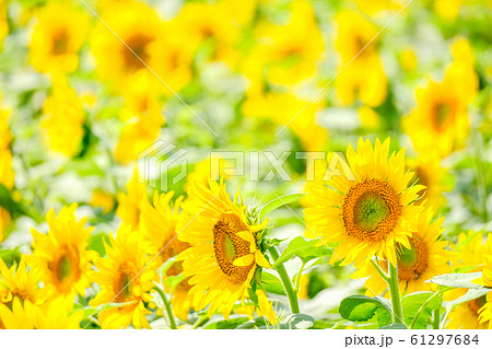 向日葵 （明野ひまわり畑） 61297684