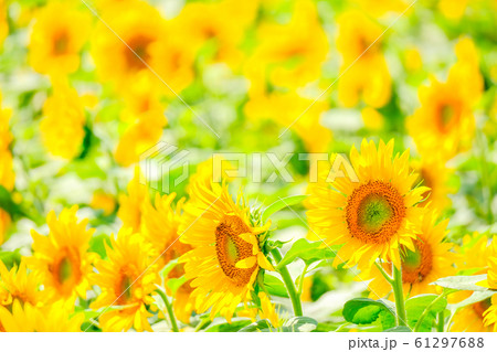 向日葵 （明野ひまわり畑） 61297688