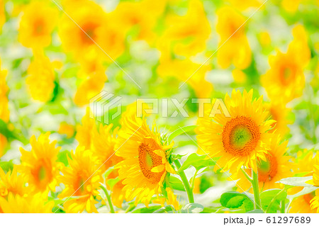 向日葵 （明野ひまわり畑） 61297689