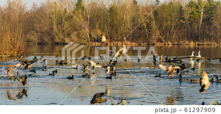 Group of ducks landing on frozen lake in winter. 61297909