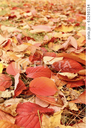 紅葉の絨毯 61298134