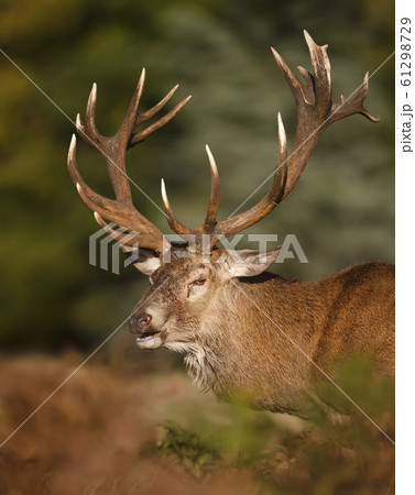 Close-up of an injured red deer stag Close-up of an injured red deer stag 61298729