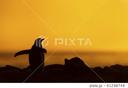 Silhouette of a Gentoo penguin at sunset Silhouette of a Gentoo penguin at sunset 61298748