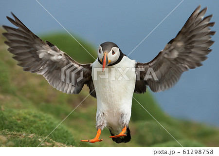 Close up of an Atlantic puffin in flight Close up of an Atlantic puffin in flight 61298758