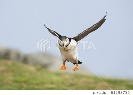 Close up of an Atlantic puffin in flight Close up of an Atlantic puffin in flight 61298759