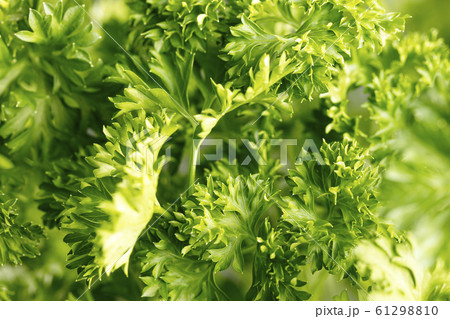 Fresh green organic parsley background, selective Fresh green organic parsley background, selective 61298810