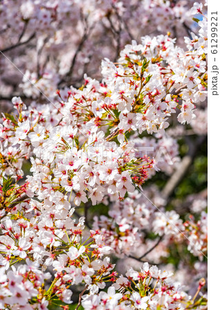 満開の桜 61299221