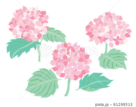 6月のピンクの紫陽花の花のイラスト素材
