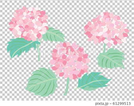 6月のピンクの紫陽花の花のイラスト素材