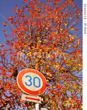 紅葉のモミジバフウと交通標識と青空 61300036