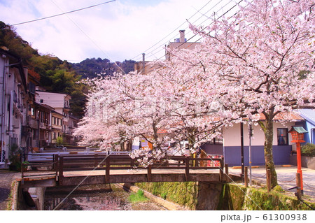 城崎温泉（兵庫県　豊岡市）街並みに咲く桜の花 61300938