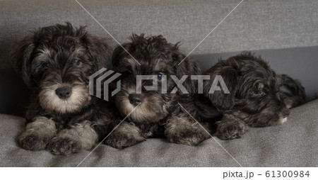 Three schnauzer puppies laying on the sofa, close 61300984