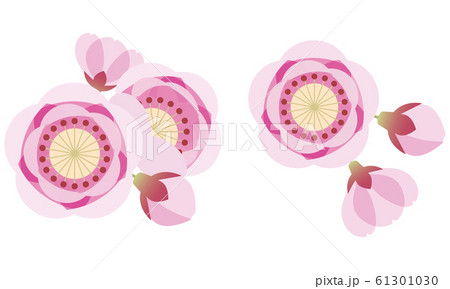 桃　桃の花　花　ひなまつり 61301030