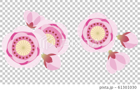 桃 桃の花 花 ひなまつりのイラスト素材